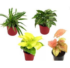 Pack of 4 Law Maintenance Indoor Plant for Office Desk